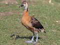 White-faced Whistling Duck x Fulvous Whistling Duck hybrid